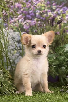 Chihuahuas Collection: Picture No. 12020407