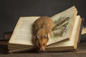 Books Prints: Picture No. 12020434
