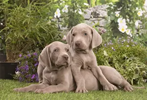 Weimaraners Prints: Picture No. 12020477