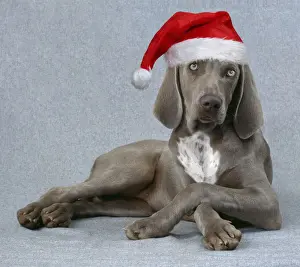 Weimaraners Prints: Picture No. 12020780