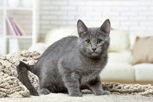 Chartreux Prints: Picture No. 12478513
