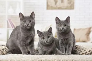 Chartreux Prints: Picture No. 12478530