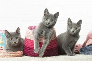 Basket Prints: Picture No. 12478545