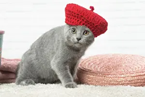 Chartreux Prints: Picture No. 12478549