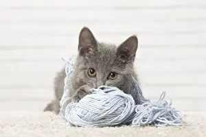 Wool Prints: Picture No. 12478554