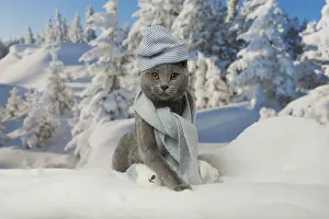 Scarf Prints: Picture No. 12478569