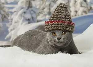 Chartreux Prints: Picture No. 12478570