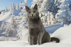 Chartreux Prints: Picture No. 12478572