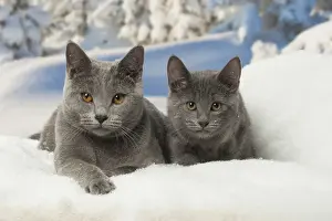 Chartreux Prints: Picture No. 12478573