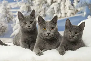 Chartreux Prints: Picture No. 12478575