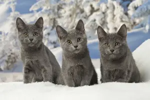 Chartreux Prints: Picture No. 12478578