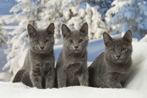 Chartreux Prints: Picture No. 12478579