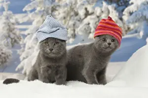 Chartreux Prints: Picture No. 12478581