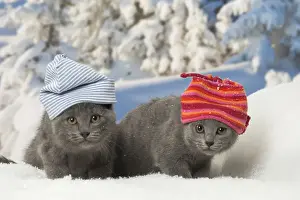 Snowy Prints: Picture No. 12478582