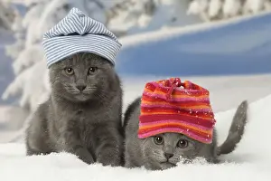 Chartreux Prints: Picture No. 12478583