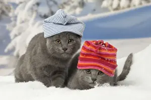 Chartreux Prints: Picture No. 12478584