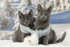 Scarf Prints: Picture No. 12478586