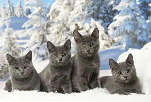 Chartreux Prints: Picture No. 12478588