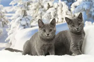 Chartreux Prints: Picture No. 12478589