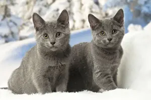 Chartreux Prints: Picture No. 12478590