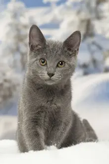 Chartreux Prints: Picture No. 12478592