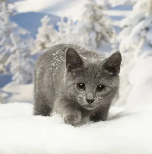 Chartreux Prints: Picture No. 12478595