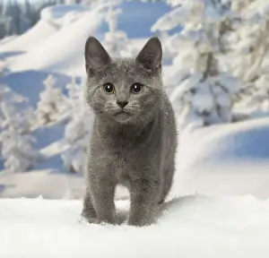 Chartreux Prints: Picture No. 12478596