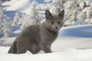 Chartreux Prints: Picture No. 12478597
