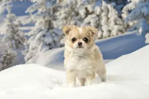 Chihuahuas Prints: Picture No. 12478599