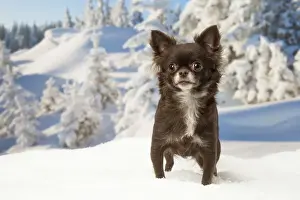 Chihuahuas Prints: Picture No. 12478605