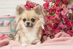 Picture No. 12478641