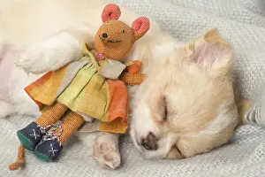 Asleep Prints: Picture No. 12478658