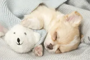 Asleep Prints: Picture No. 12478659