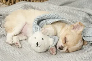 Asleep Prints: Picture No. 12478660