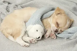 Asleep Prints: Picture No. 12478661