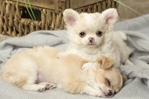 Chihuahuas Collection: Picture No. 12478663