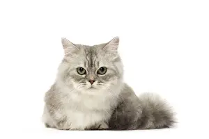 Picture No. 12478683