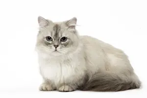 Picture No. 12478686