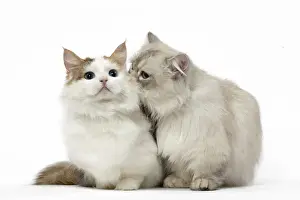 Sniffing Prints: Picture No. 12478692
