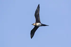 Seabird Prints: Picture No. 12478741
