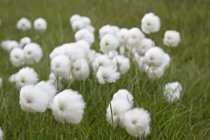 Broad Leaved Collection: Picture No. 12478744