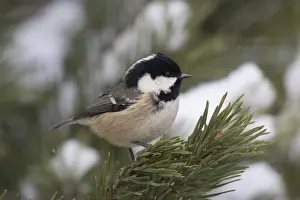 Highlands Prints: Picture No. 12478747