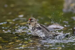 Finch Prints: Picture No. 12478750