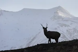 Even Toed Ungulate Prints: Picture No. 12478785
