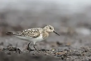 Shorebird Prints: Picture No. 12478789