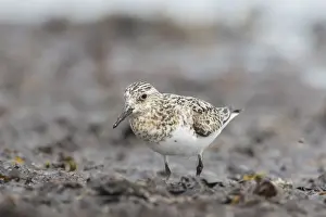 National Park Prints: Picture No. 12478790