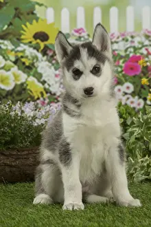 Huskies Prints: Picture No. 12478803