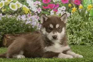 Huskies Prints: Picture No. 12478805
