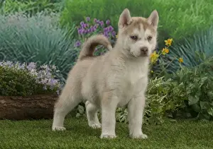 Husky Prints: Picture No. 12478807