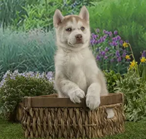 Husky Prints: Picture No. 12478808